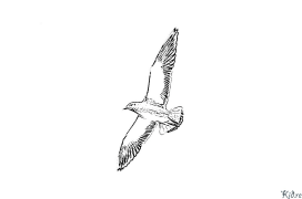 seagull Coloring Pages To Print